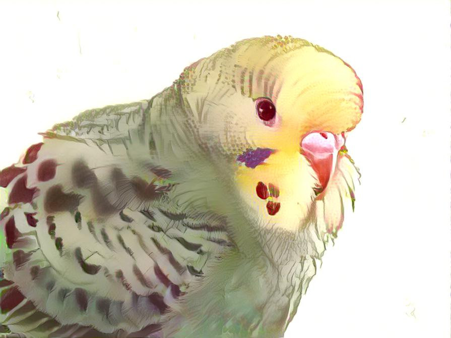 Budgie