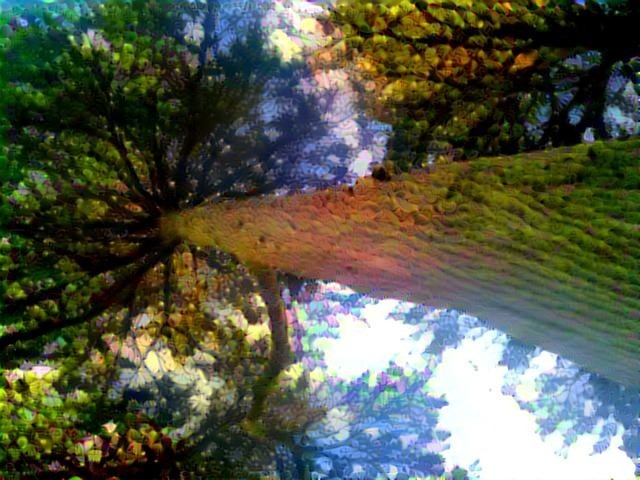 hippie hill tree