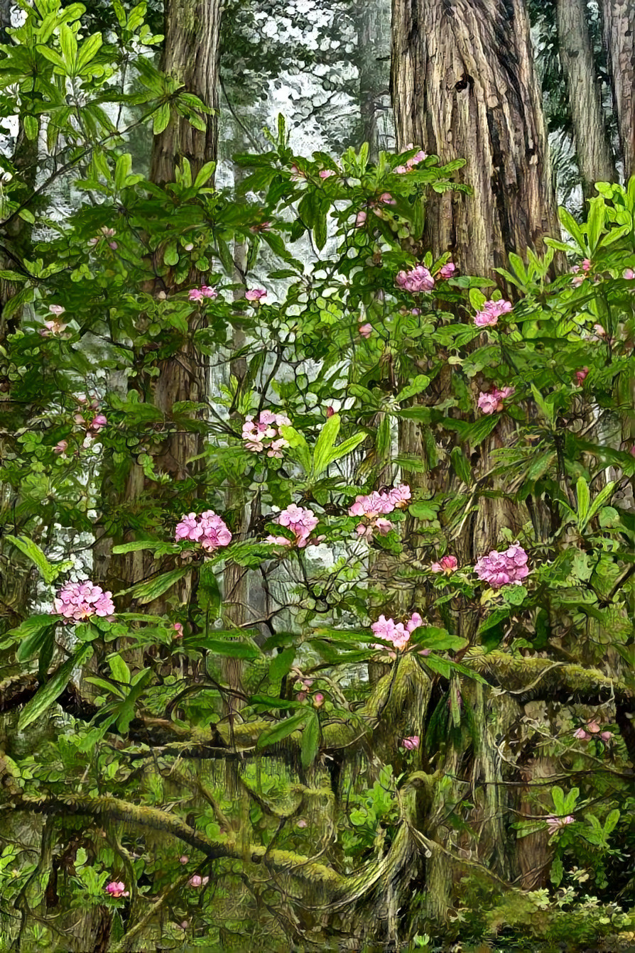 Rhododendrons 