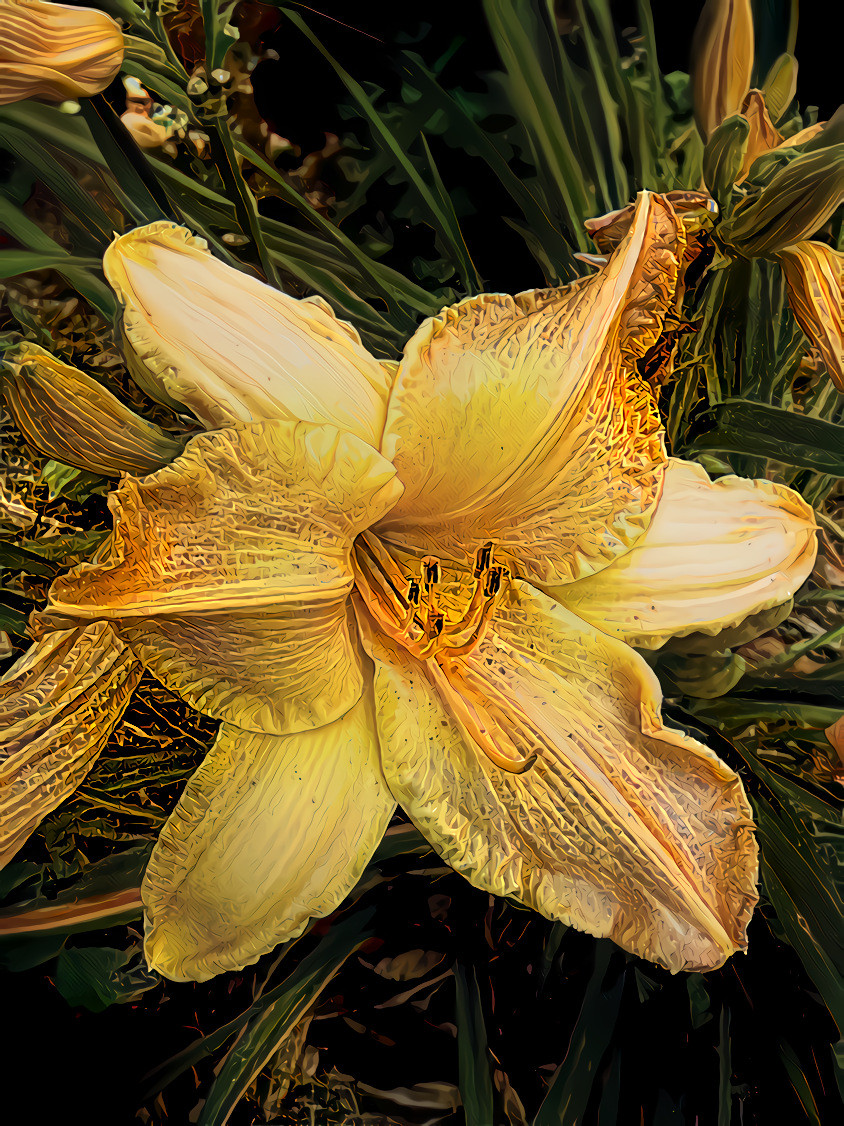 Yellow Daylily