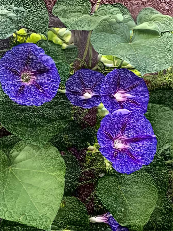 Morning glories