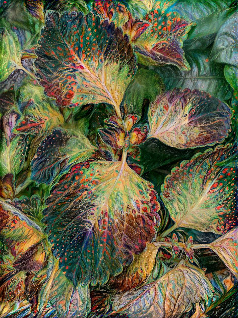 Coleus