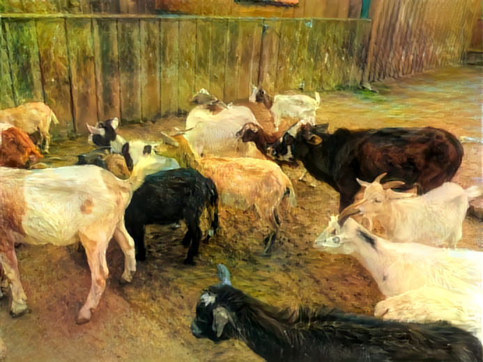 Cow among goats