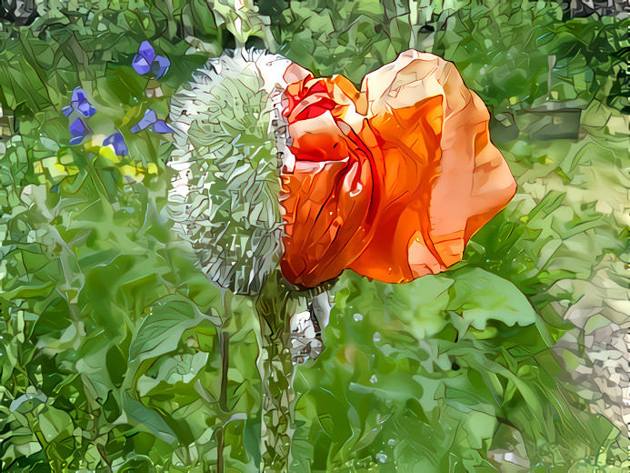 Emergent poppy