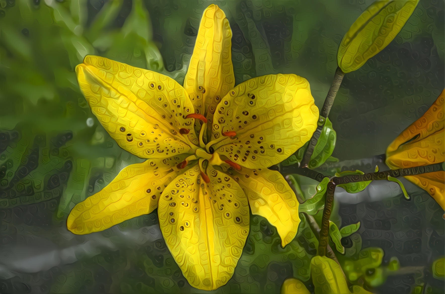 Lily Flower