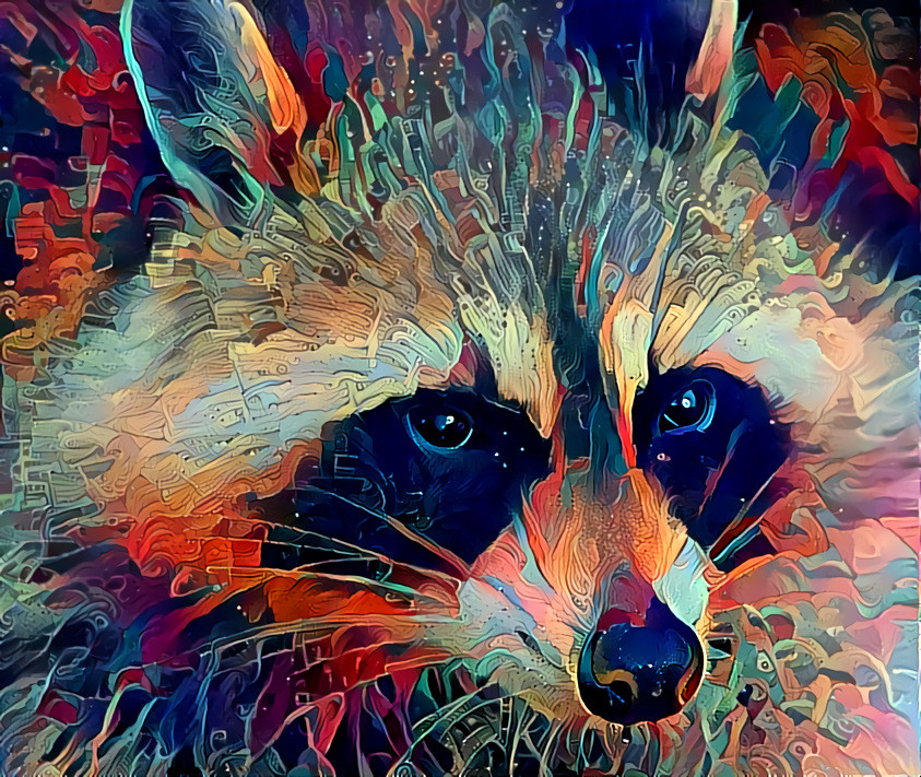 Racoon 1