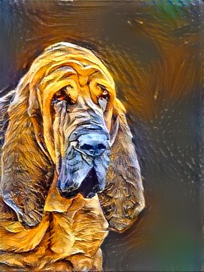 My bloodhound boy Peppino