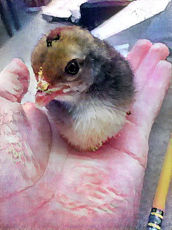 Baby chick