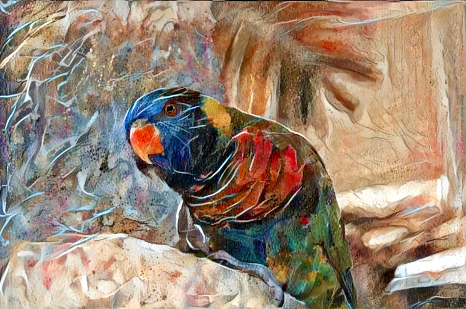 Lorikeet 