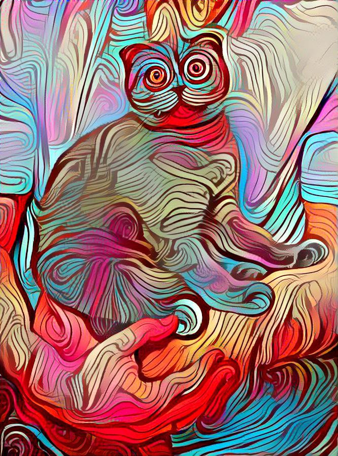 Hypnotic cat