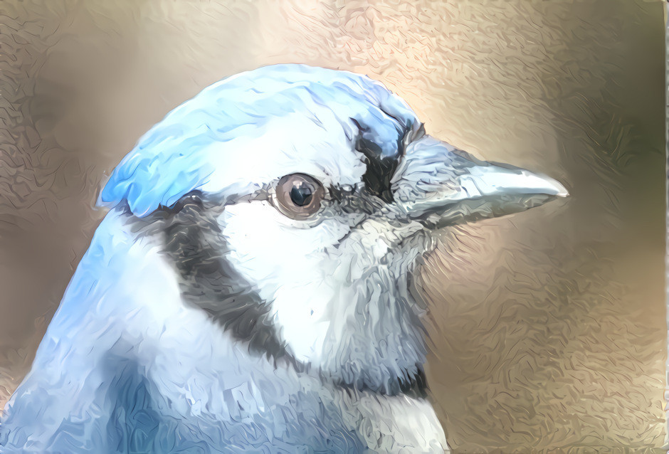 Bluejay 1