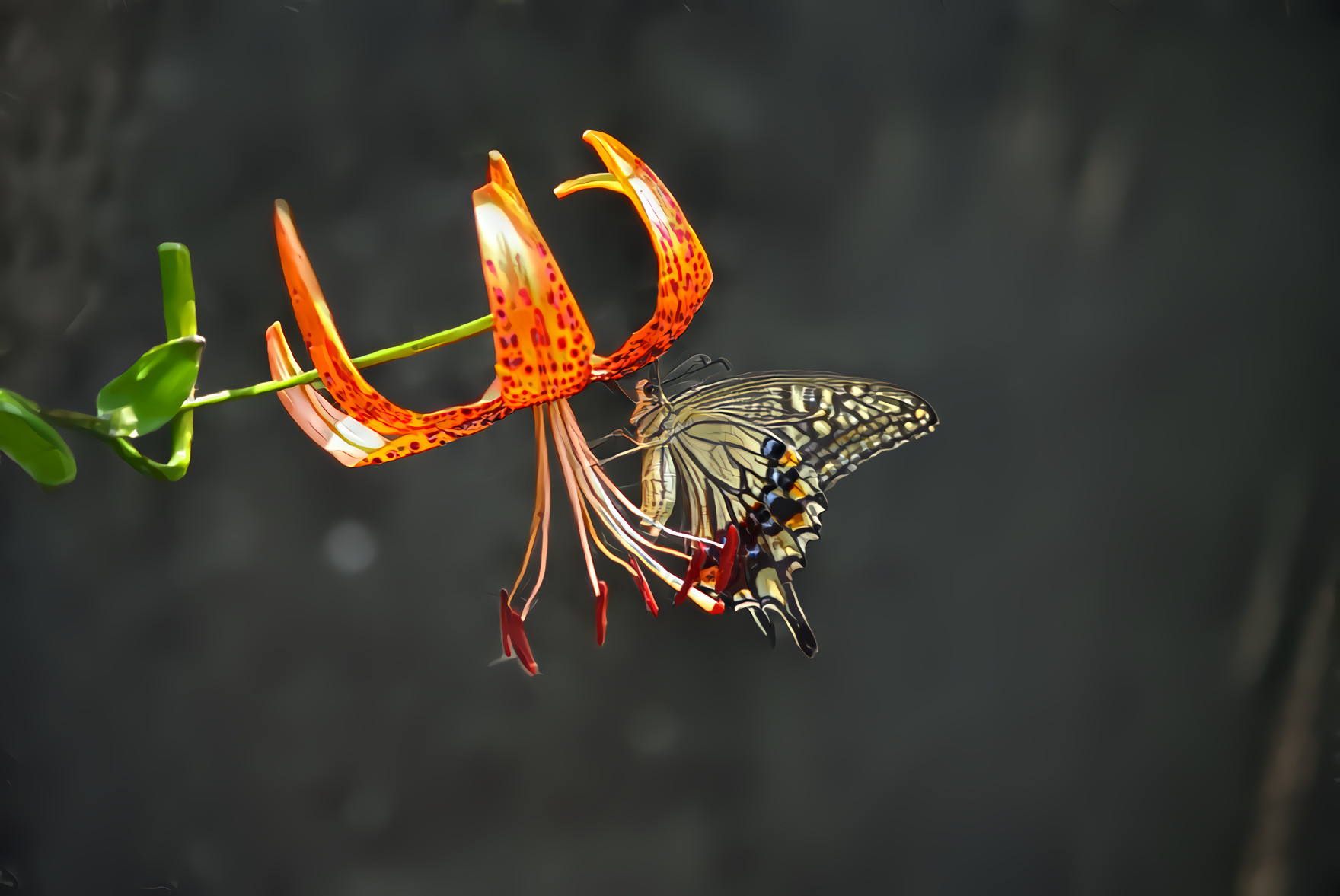 Butterfly and Lily