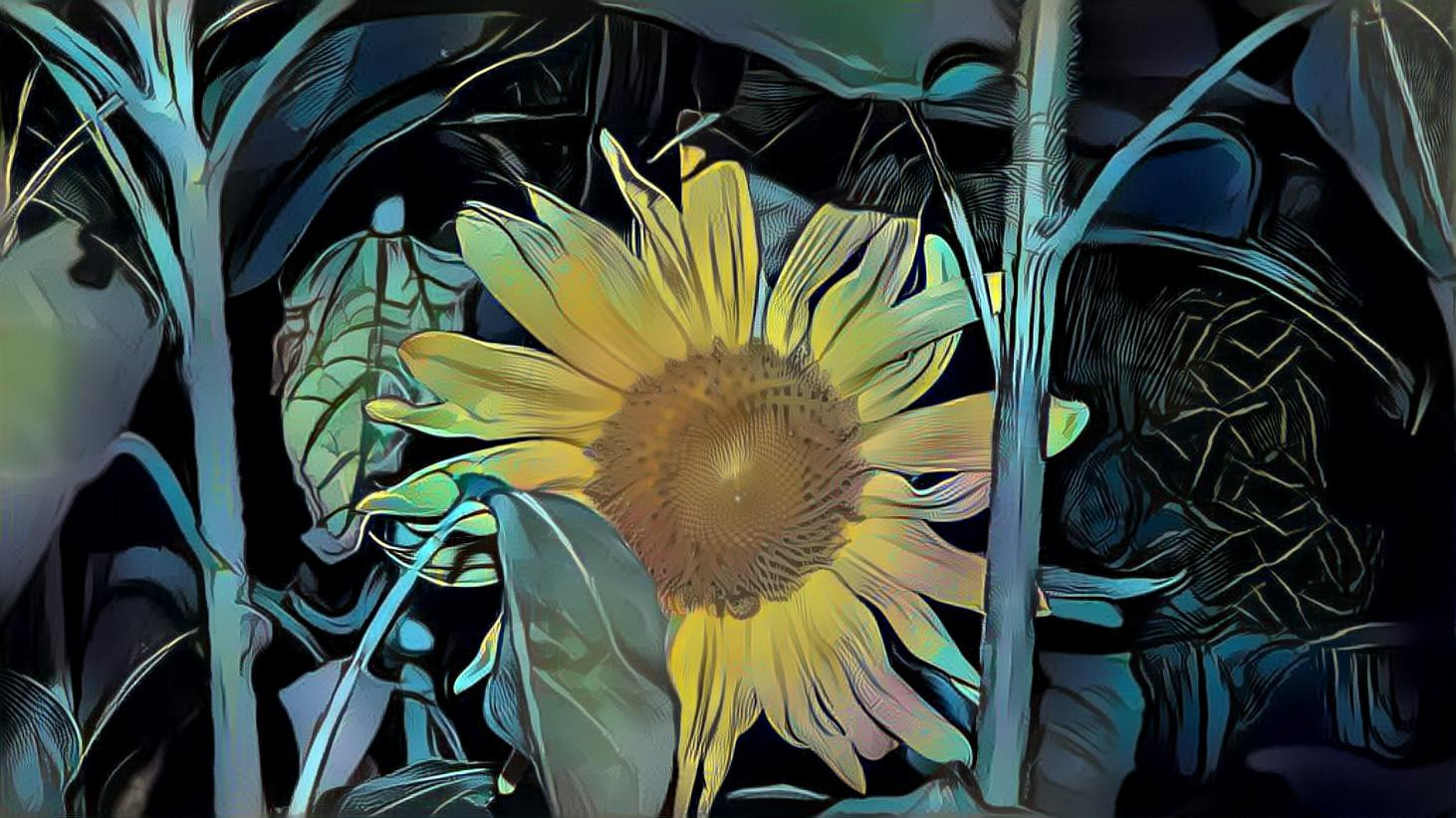 Sunflower