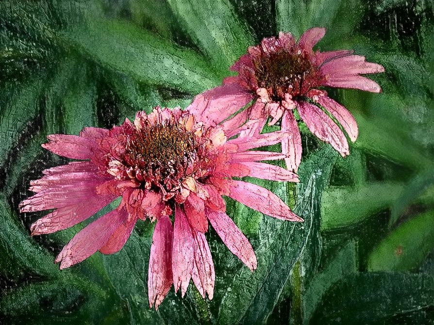 Echinacea