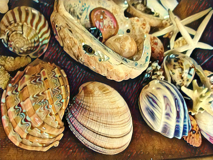 Sea Shell Arrangement