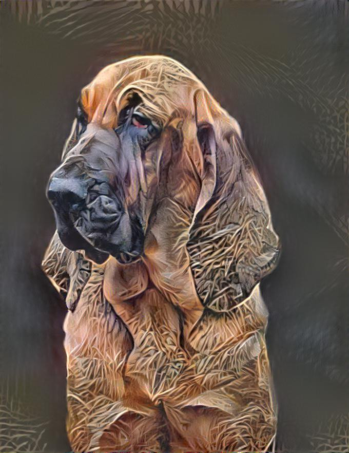 My bloodhound Carmen