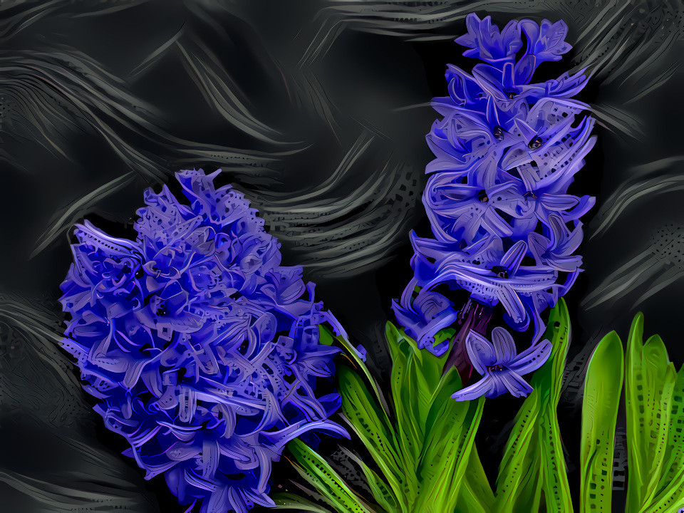 Hyacinth