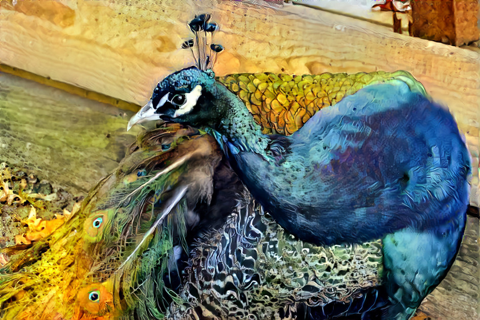 Peacock