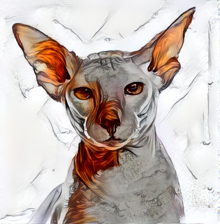 Peterbald Breed Cat