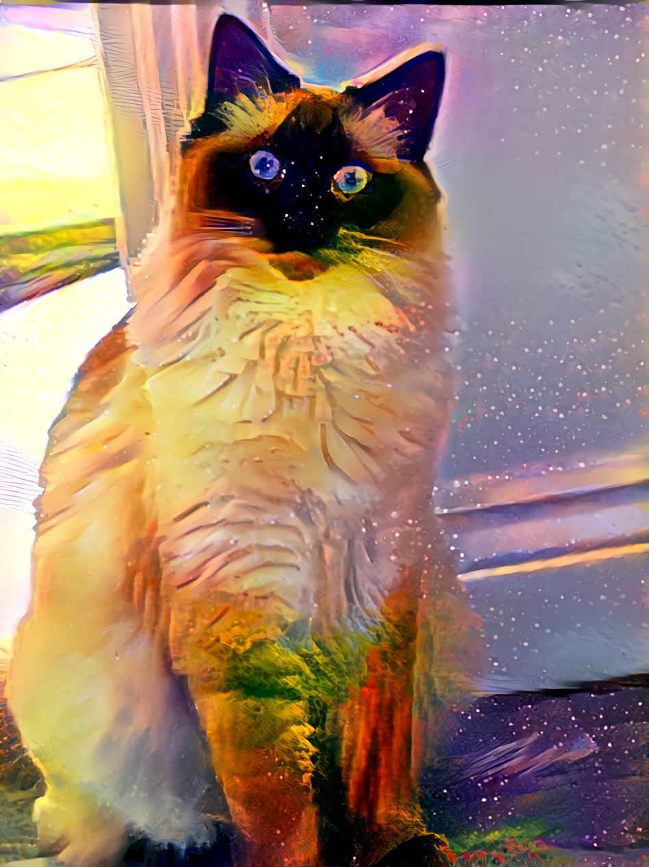 Space cat 5