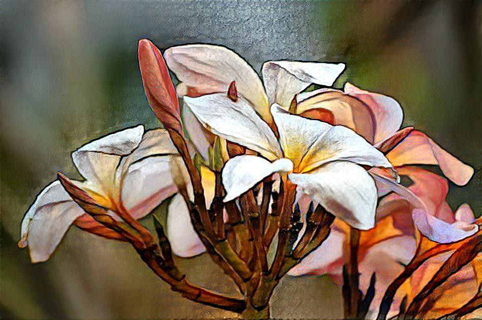 Plumeria