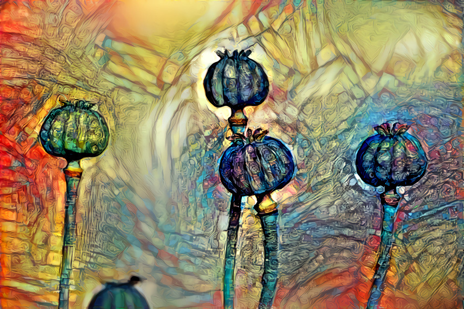 Magic Poppies