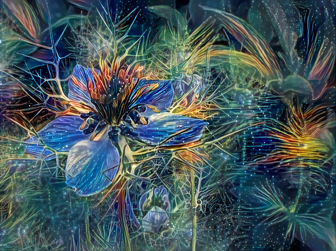 Love In A Mist