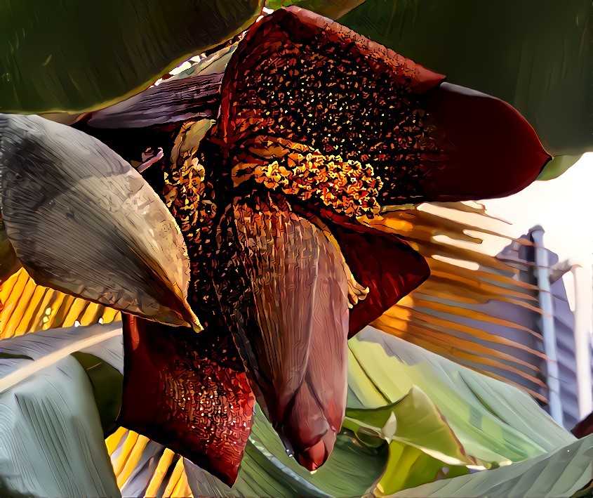 Banana Blossom