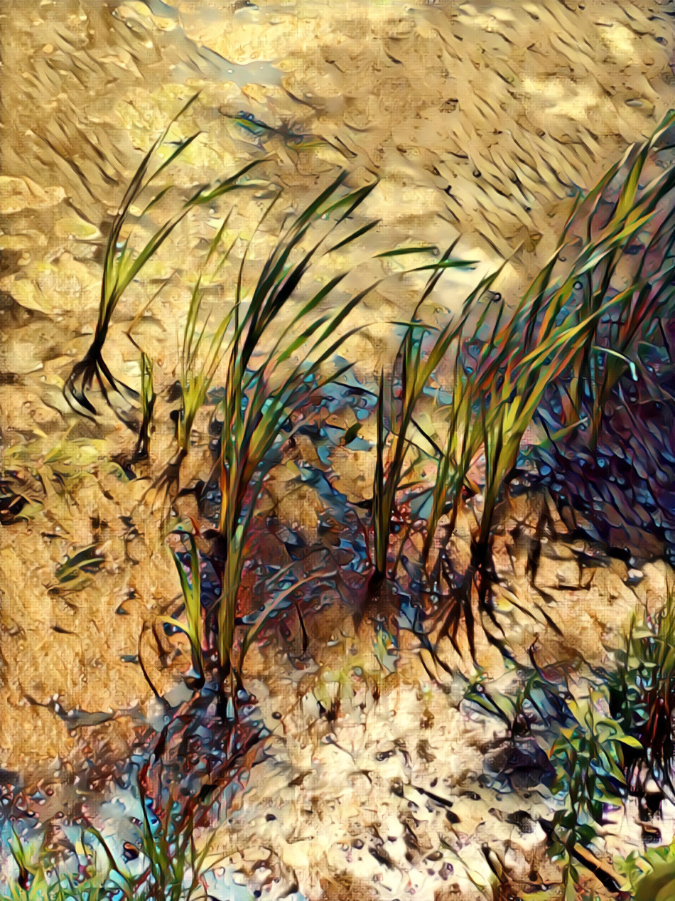 Grasses on the lake shore