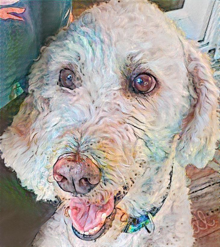 Goldendoodlemixwhite