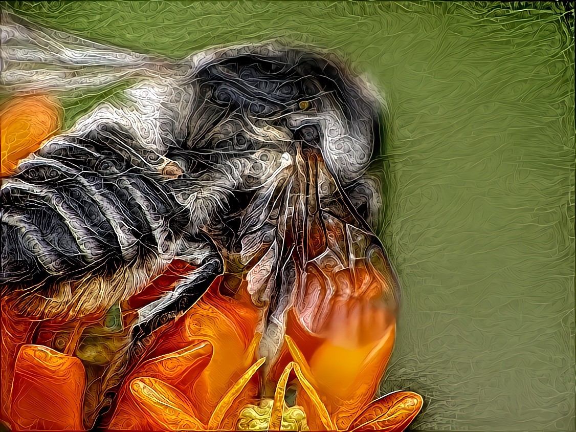 Striped Hairy Belly Bee