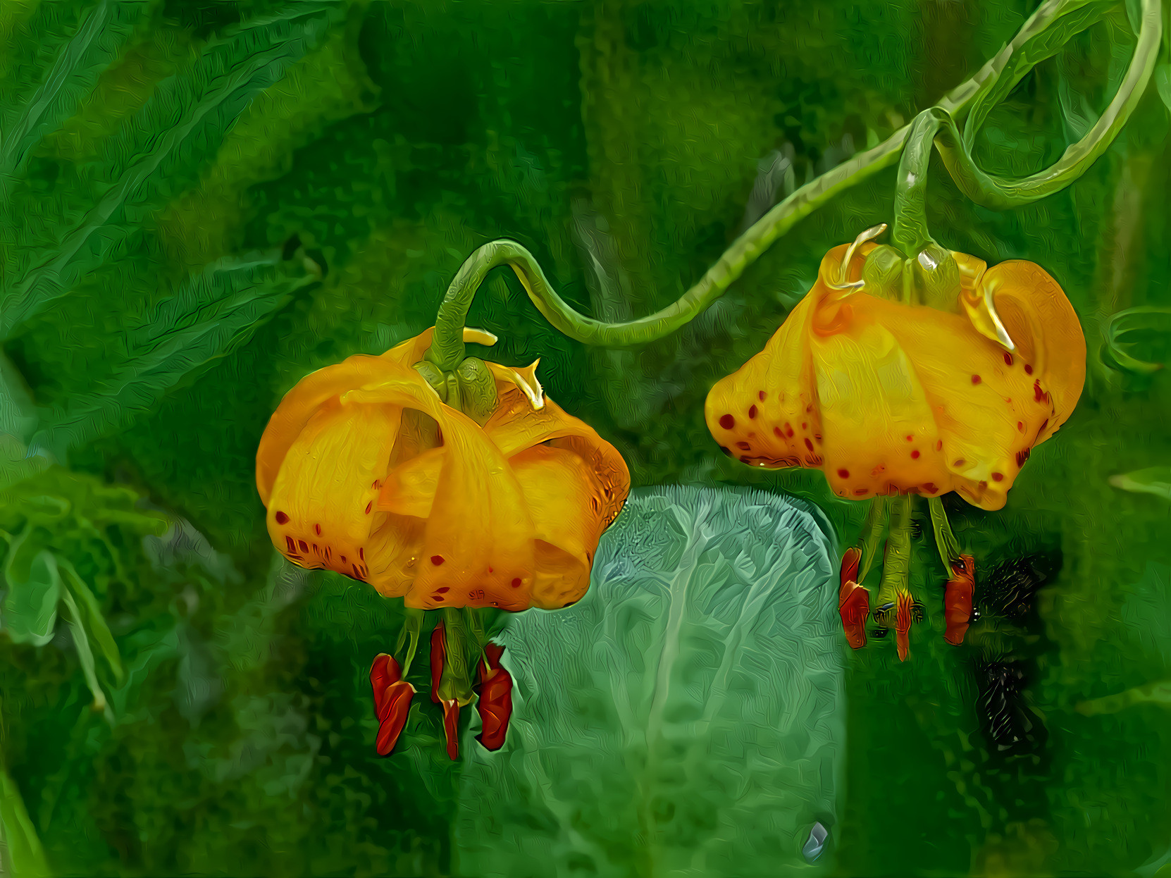 Turk's Cap Lily,   Lily Autumnalis