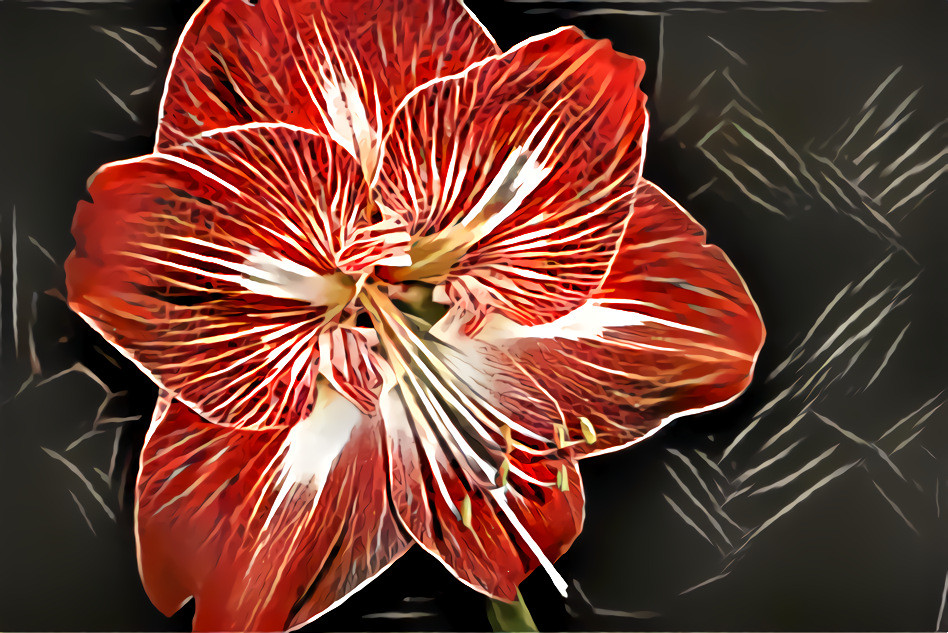 Red and white stripe amaryllis