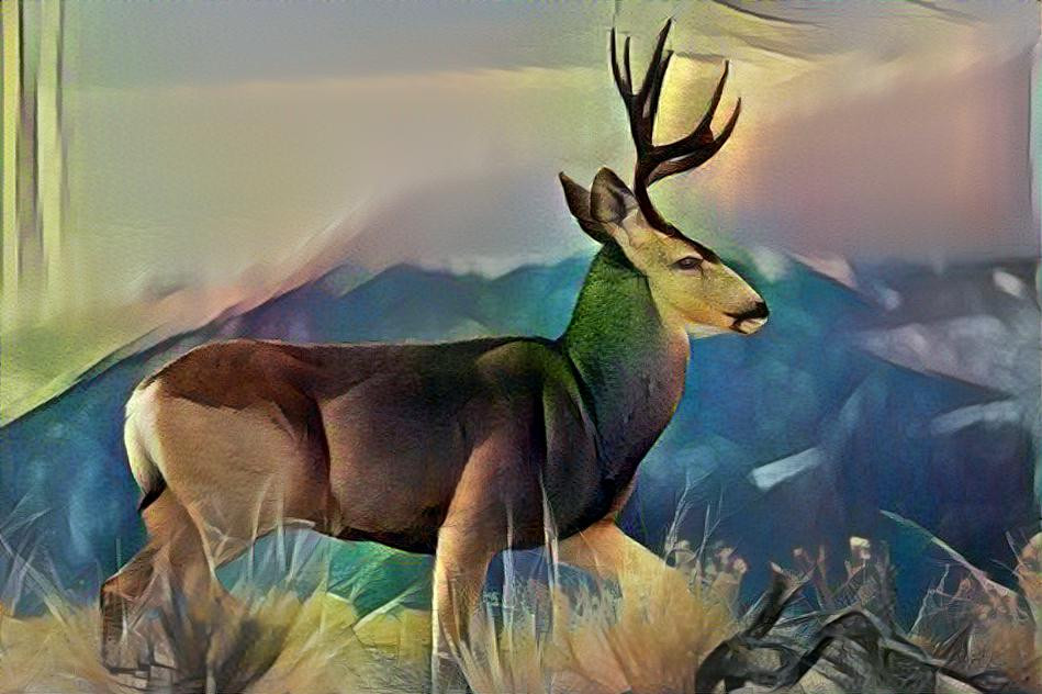 Mule Deer Buck