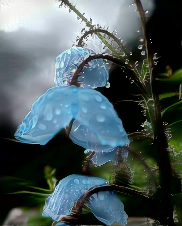 himalayan poppies in the Rain 2