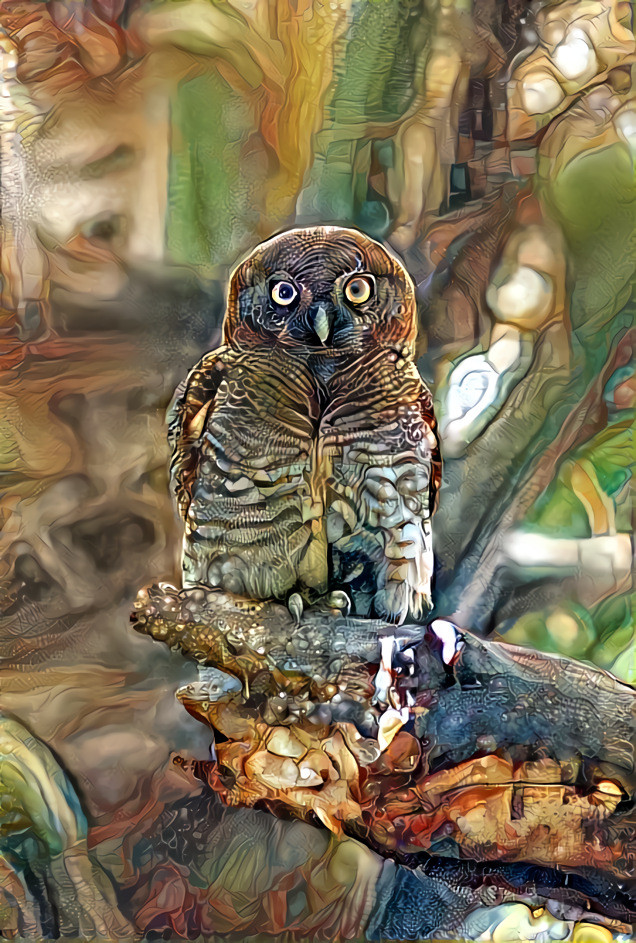 Barred Jungle Owlet