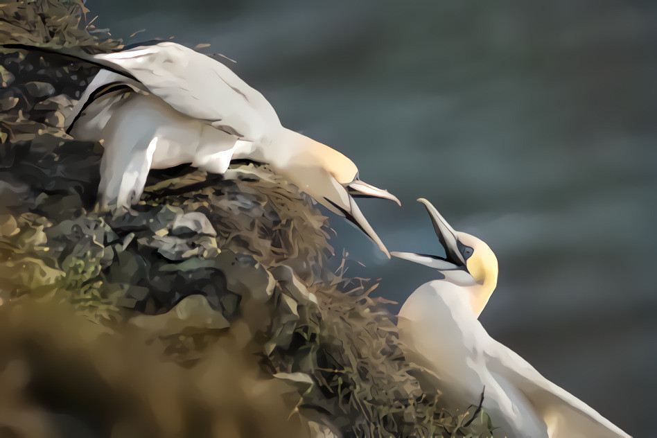 Gannet Squabble