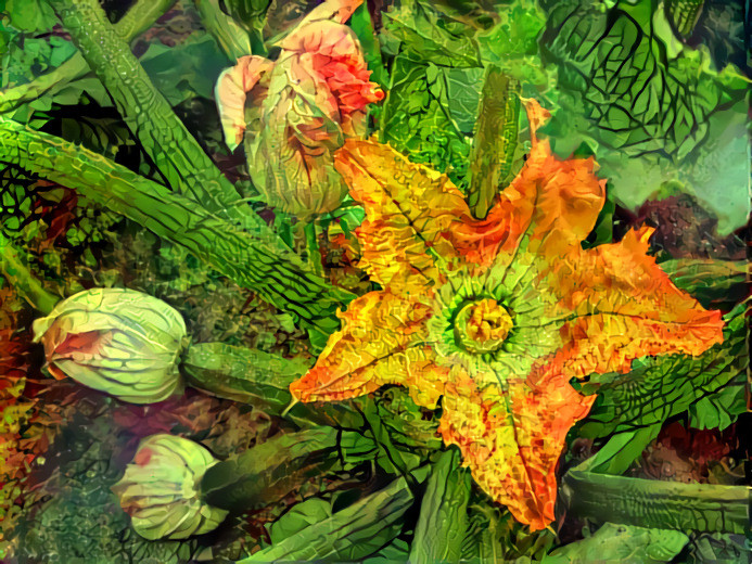 Zucchini Flower