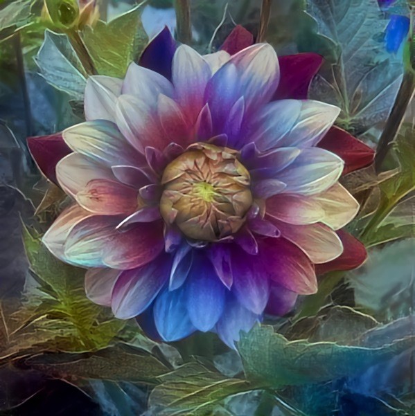 Ringo Dahlia