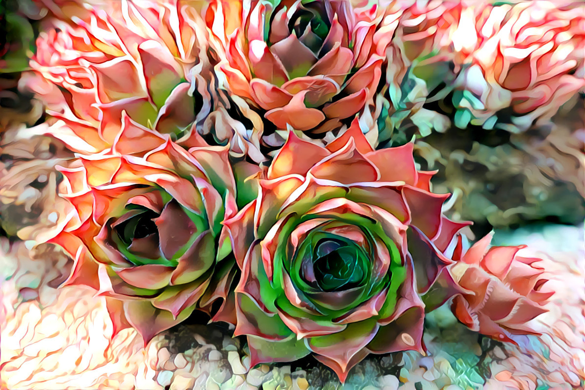 Sempervivum 5 02-1920x1298 challenge