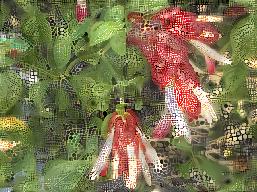 Shrimp Plant in Bloom #2.