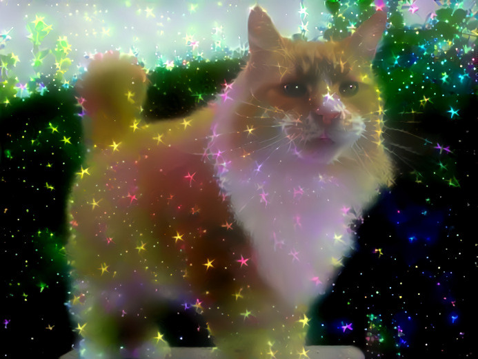 Star Cat