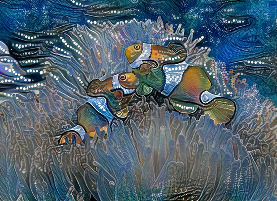 Aboriginal Clownfish