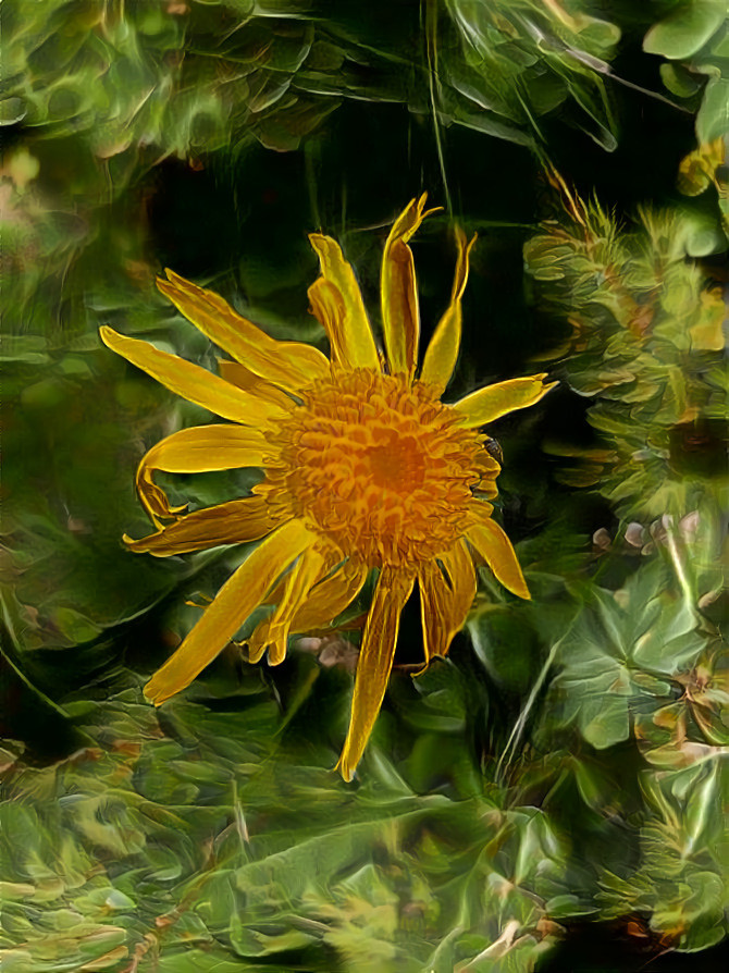 Arnica montana 