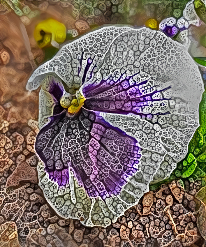 pansy angel II