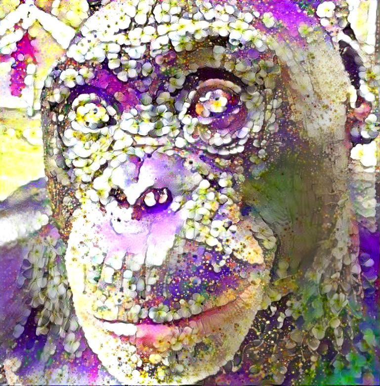 chimpanzee3