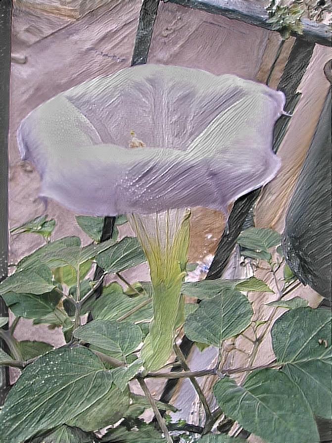 datura 7