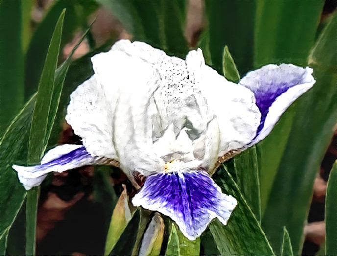 Iris