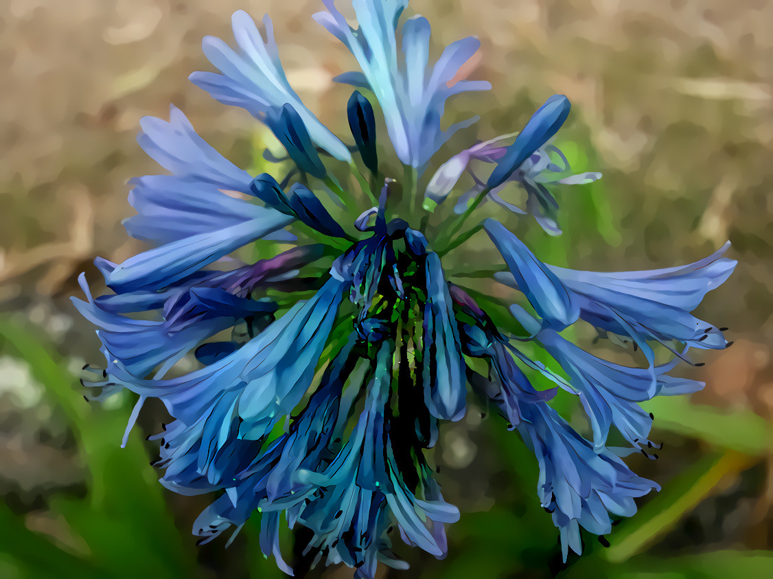 Blue Flower, Maui