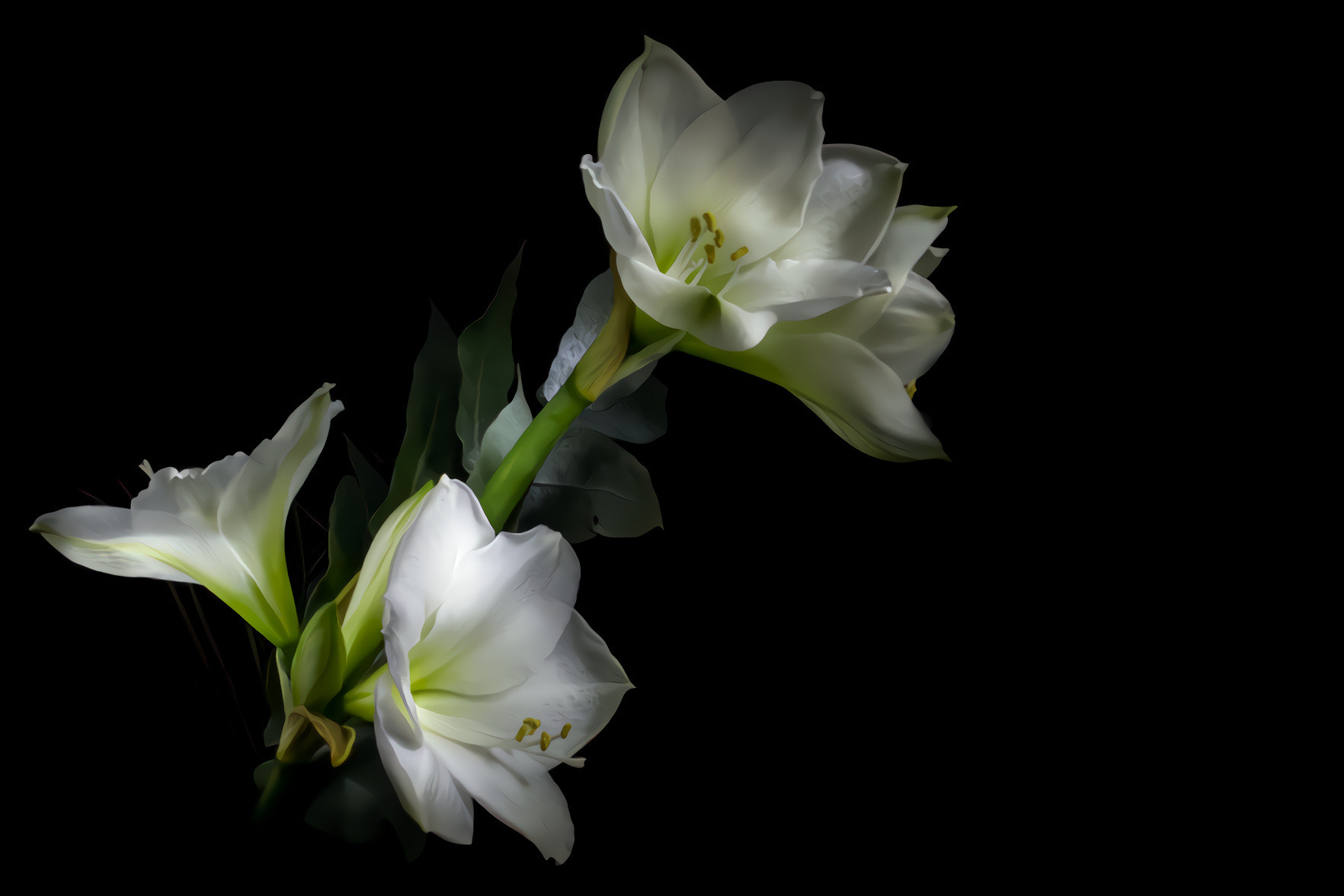 Amaryllis White